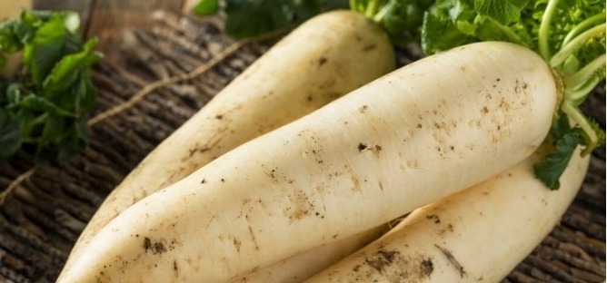 白萝卜好不好，看这“4点”就知道，汁水足不糠心，一挑一个准