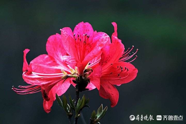 每日最佳情报｜今年第一次超级月亮来啦！恭喜壹粉喜提红包