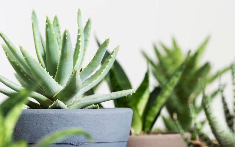 不夜城芦荟好养，易繁殖，为什么轮到自己养却徒长又干瘪