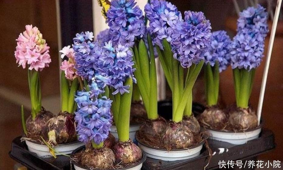 家庭养花有讲究,这三大类花卉,建议别在室内养