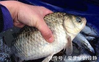 曲酒|不用蚯蚓和红虫,晚春用这三种“民间配方”上的都是大鲫鱼