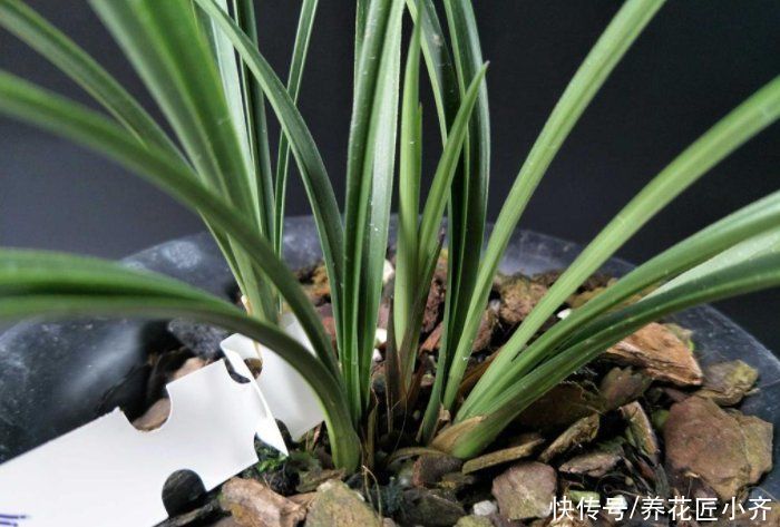 空根|兰花总“焦尖”怎么办?通过“2点”分析,找到原因才能叶子油绿