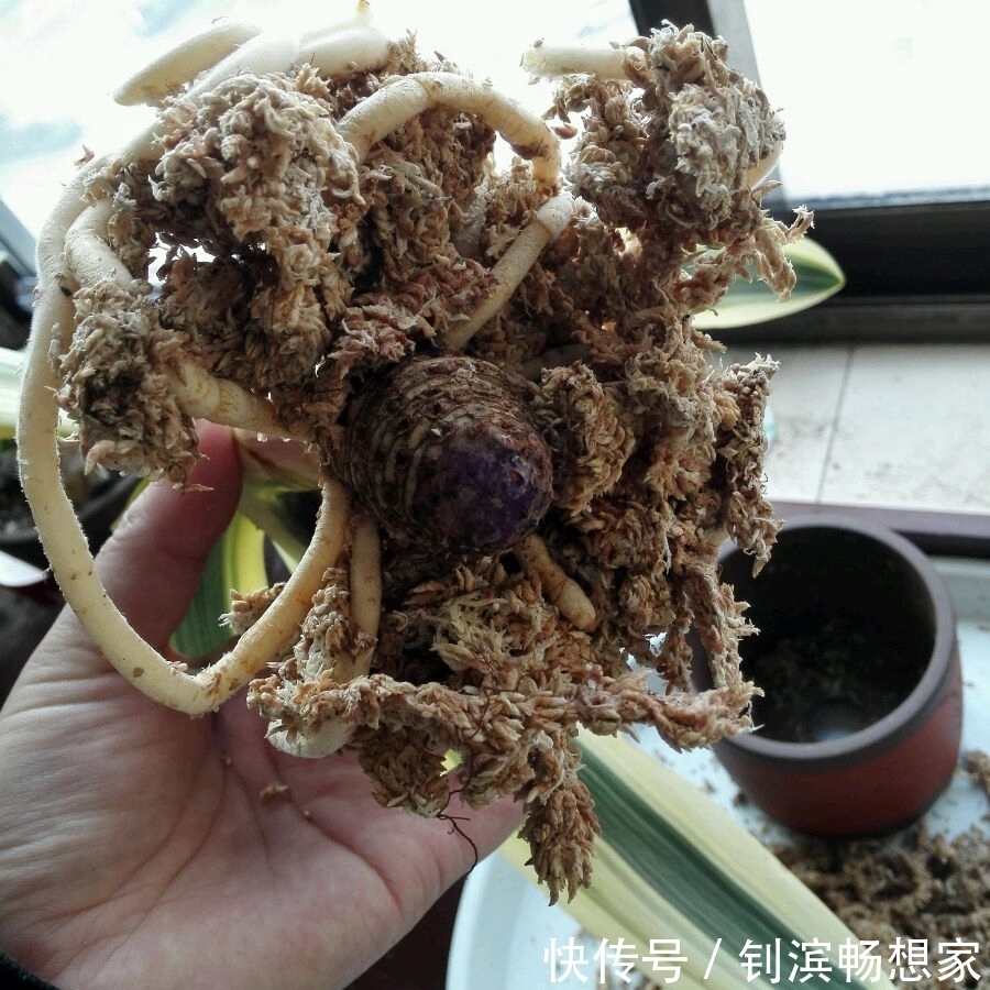 老婆从垃圾堆捡来烂根的君子兰，只要3小步，一个月后发根很惊喜