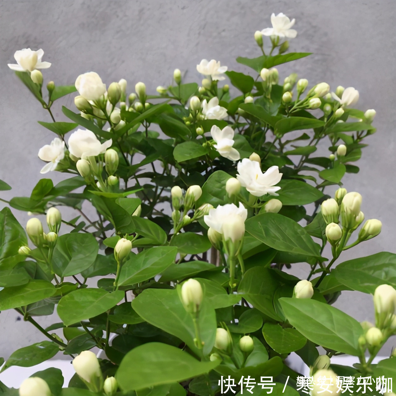 硫酸亚铁|茉莉需润养,这“三位置”留点水,花苞咕噜冒,一次绽放上百朵