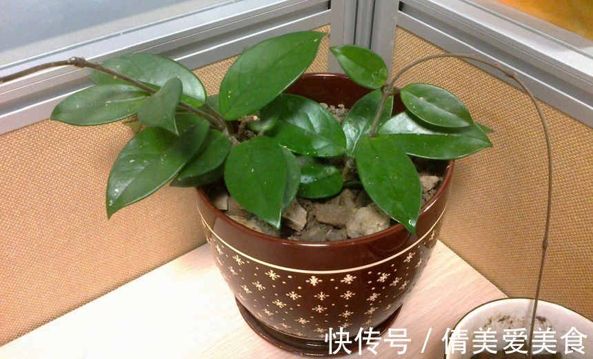 没有院子,受限于盆栽就养情人球兰,照顾到3点,花期长、香味浓