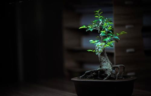 盆景七贤之一的雀梅，养殖时做好3点，才能长势旺盛，避免失枝