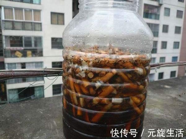 教你1分钟自制“杀虫水”，浇水加1勺，根壮不生虫！