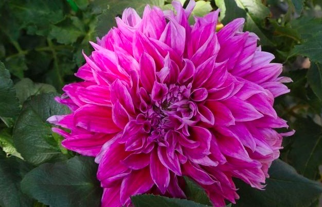 此花可以与牡丹媲美，但却更好养，不少女生看上一眼便喜欢