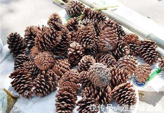 花生壳|无论养什么花，加3种“东西”，啥花都疯长，根粗叶绿，开花多