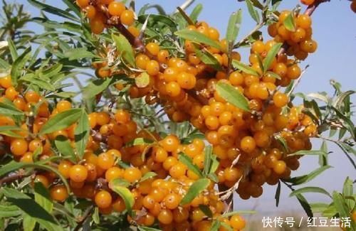 小儿|婆婆带娃个头高,从未去过医院,奶奶说注意3点,孩子远离积食