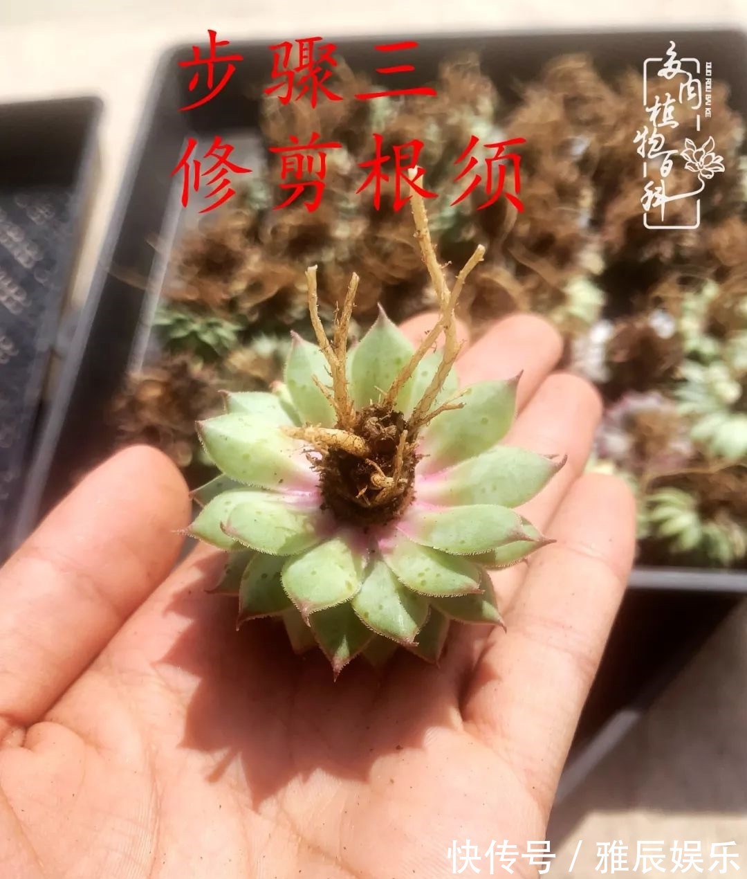 框子|这多肉拼盘这么仙!如何制作达人手把手教你制作长生草拼盘!