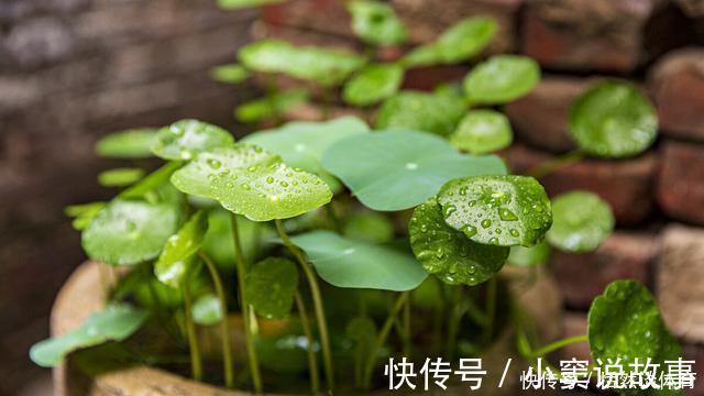 甲硝唑|5种“药”，过期也不要扔，兑水浇花，保花不生“虫和病”