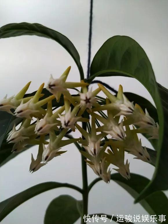 5种花不用管,盆栽地栽都好养,自己就能长成大花球,花开还惊艳