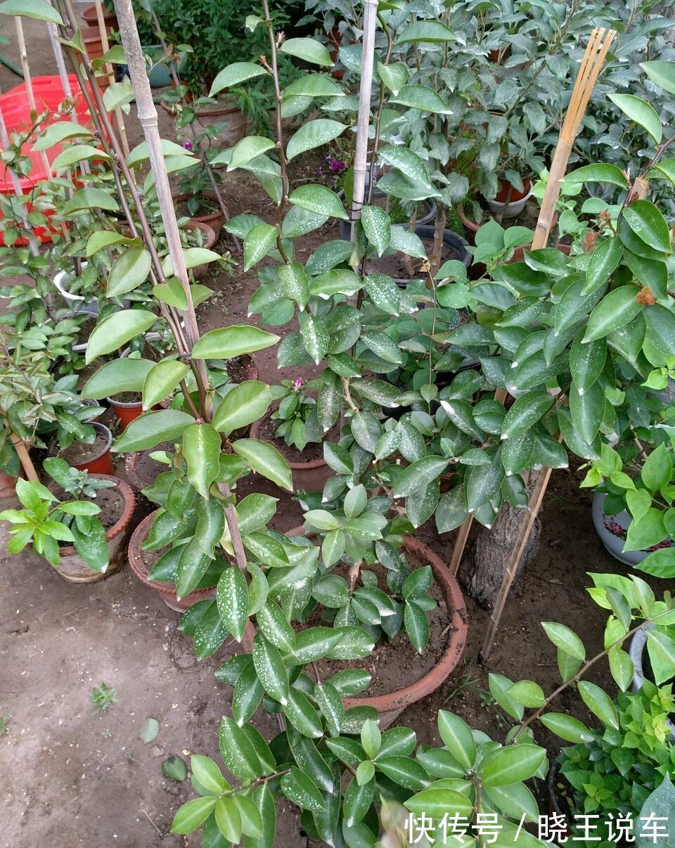 叶仙|玉树砍一刀,插上长寿花,变成“长寿树”,5种花轮番开,少见