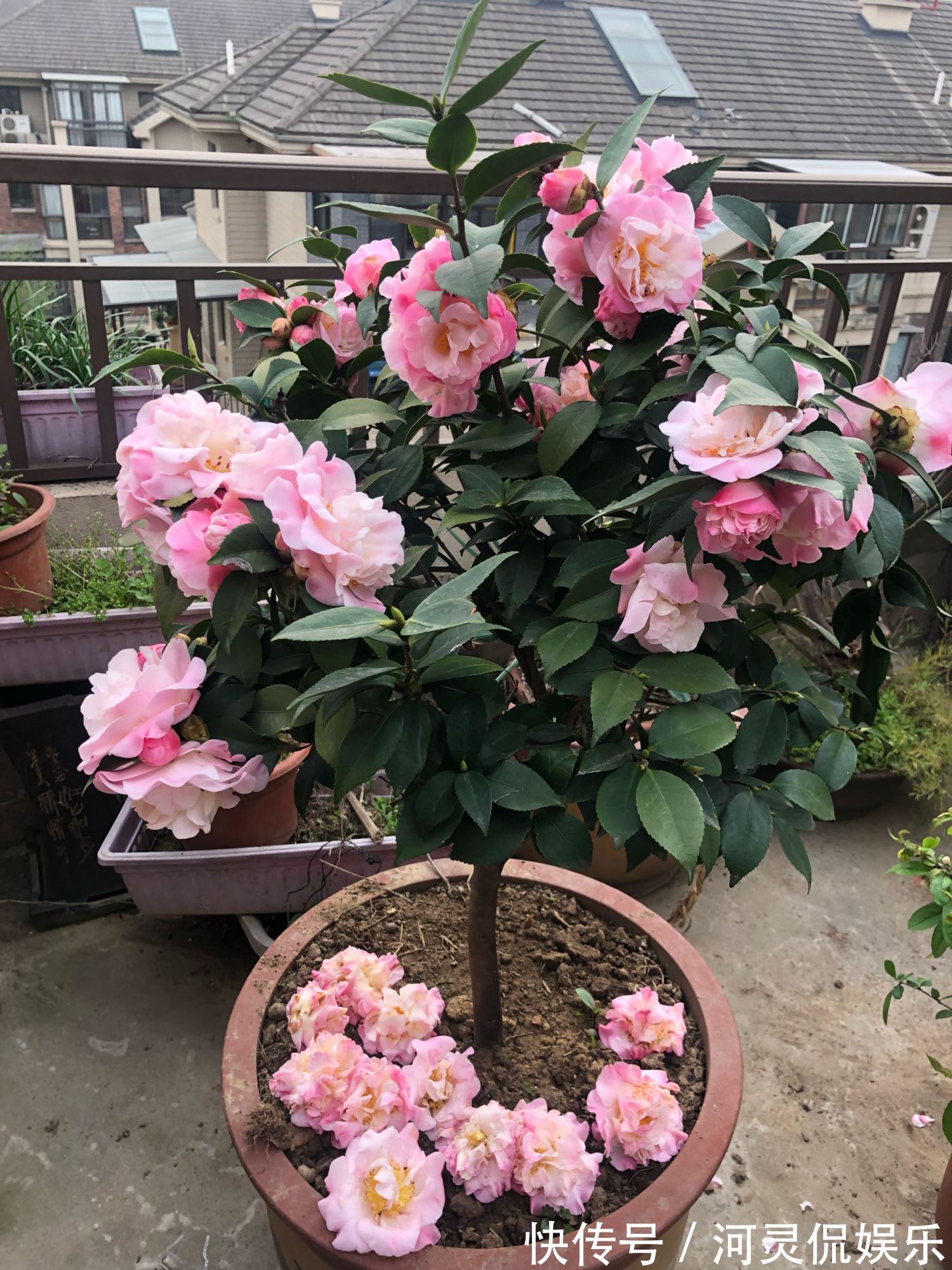 方北方|最好养的山茶花,花期长,香气浓郁,南方北方都能养,适合新手