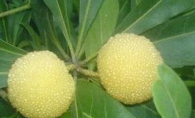 西梅|夏天孩子饮食养生正当时，4种食物多多吃，补充营养，有益健康