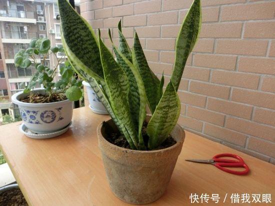 茉莉花|此6种花,冬季要懒养,丢阳台别管,反而长得好