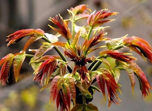 素食|高血脂不能吃土豆?医生提醒:一旦血脂偏高,这3种素食也要忌口