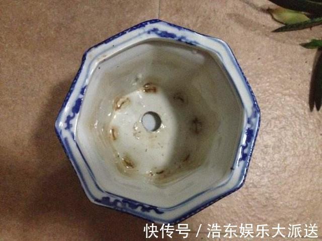 结积水|盆土板结积水怎么办3个“步骤”就解决,盆土疏松肥沃,根系旺