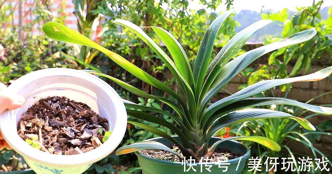 有害气体|人养花,花亦养人!这八种“能养人”的健康花,建议至少养一种