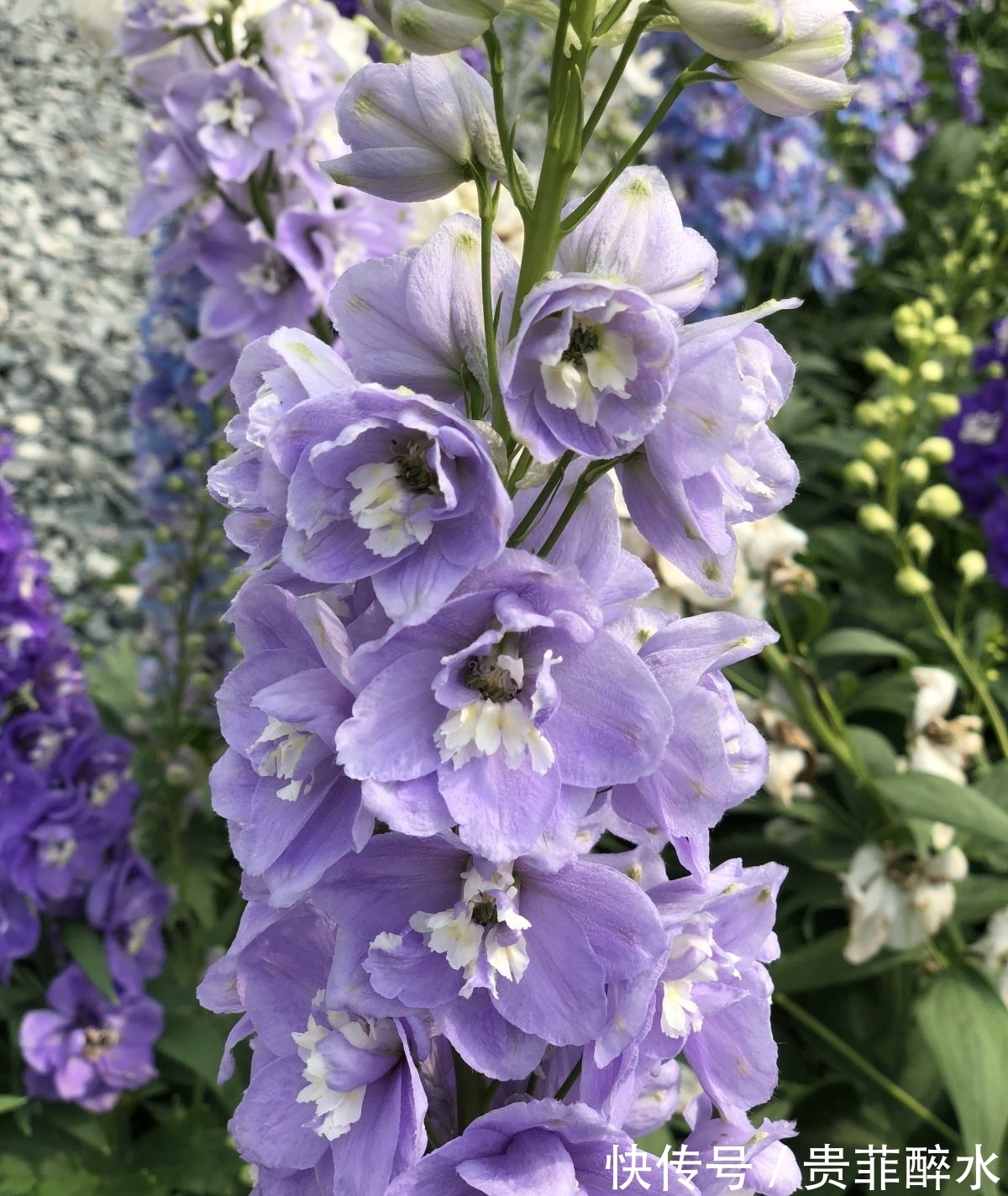 养护飞燕草,掌握4个要点,开花才能更加迷人!