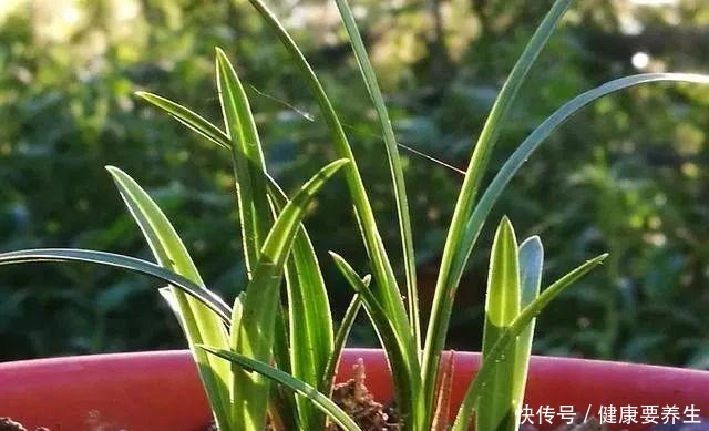 兰花新芽最怕什么兰友就是这四害!