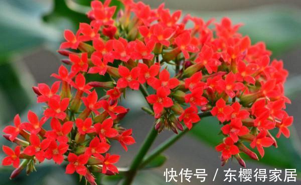 养花试试这几款，是冬春季节不可缺少的花卉之一