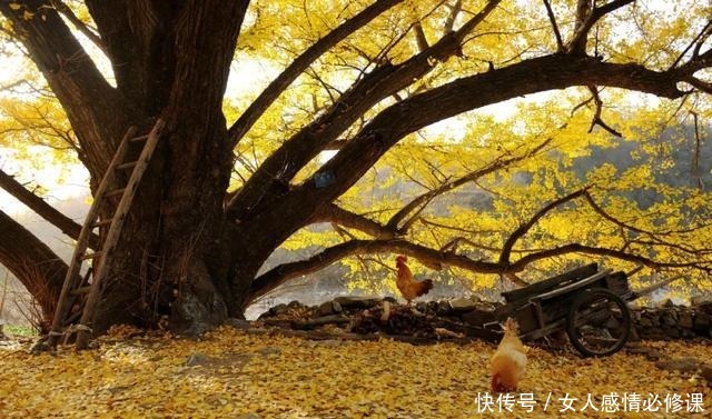 金黄|「预告」再过十天，这里将遍地金黄！