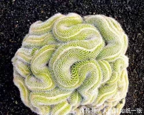 神“造”般的植物奇景,仿佛画作精品,小编已深深着迷!