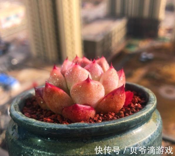 月影系|11月养盆多肉西施,叶片粉嫩惹人爱,养成群生肉墩子,真美