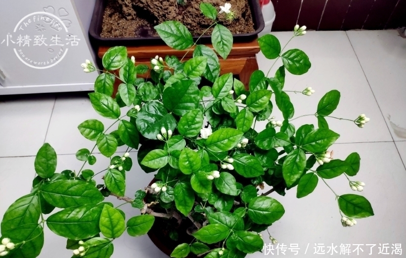 花枝|茉莉花买回家，花苞掉光不开花或许你第一步就做错了