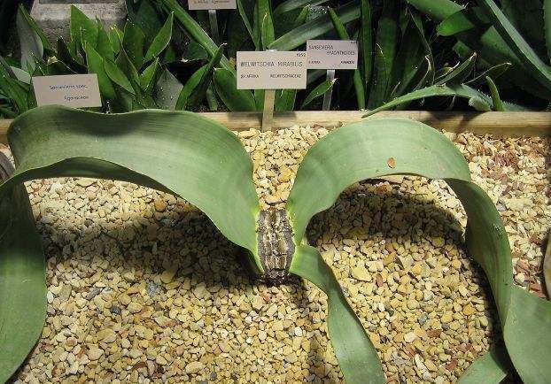 叶子最大的陆生植物,又叫“沙漠八爪鱼”,最老的一株已超两千岁