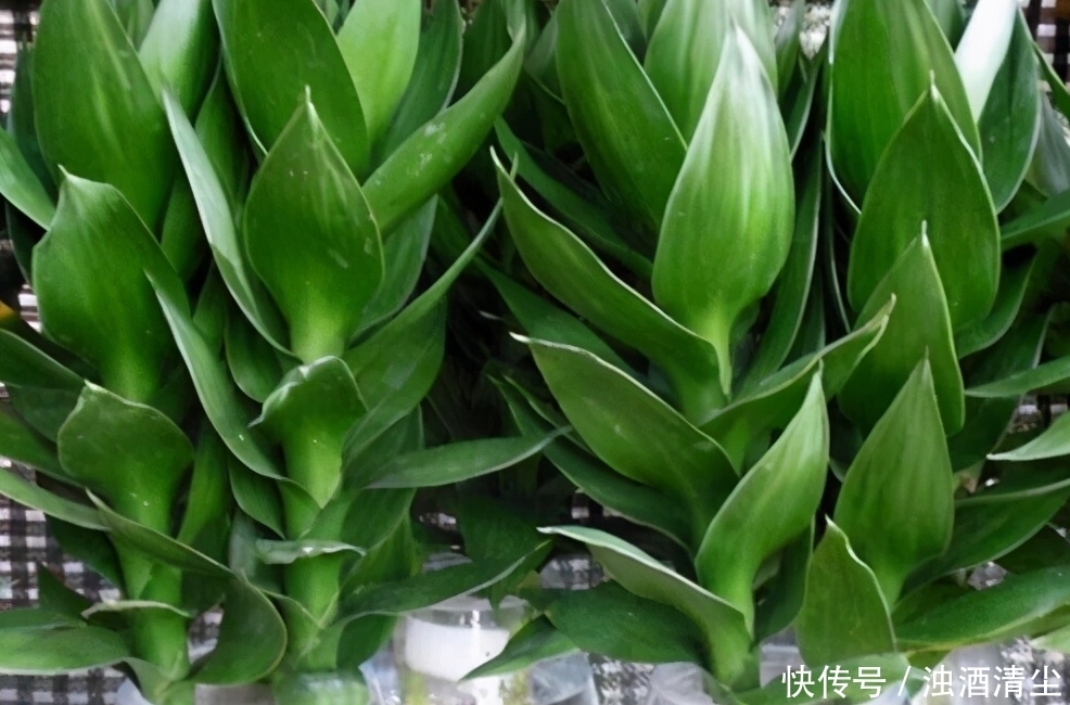 进入1月,给家里养“3种花”,寓意好、空气清新,越养越喜欢