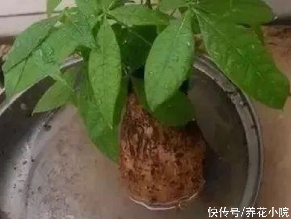 栽培|发财树出现烂根，只需简单“3个步骤”，就能让它再次长出新根