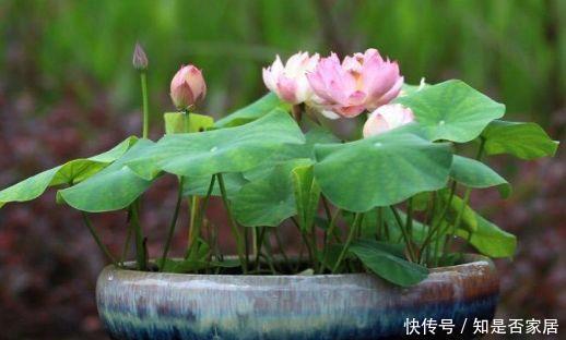 很值得入手的盆栽花,花美似牡丹,四季都开花