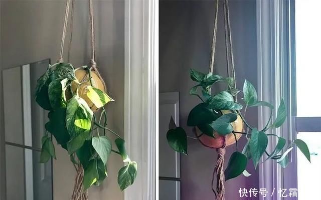 快枯死的绿植在大神手下起死回生,对比图超治愈又励志哇