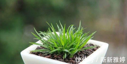 此盆栽好看,清香致雅,天然的盆景,易养护,是室内茶室摆放佳品