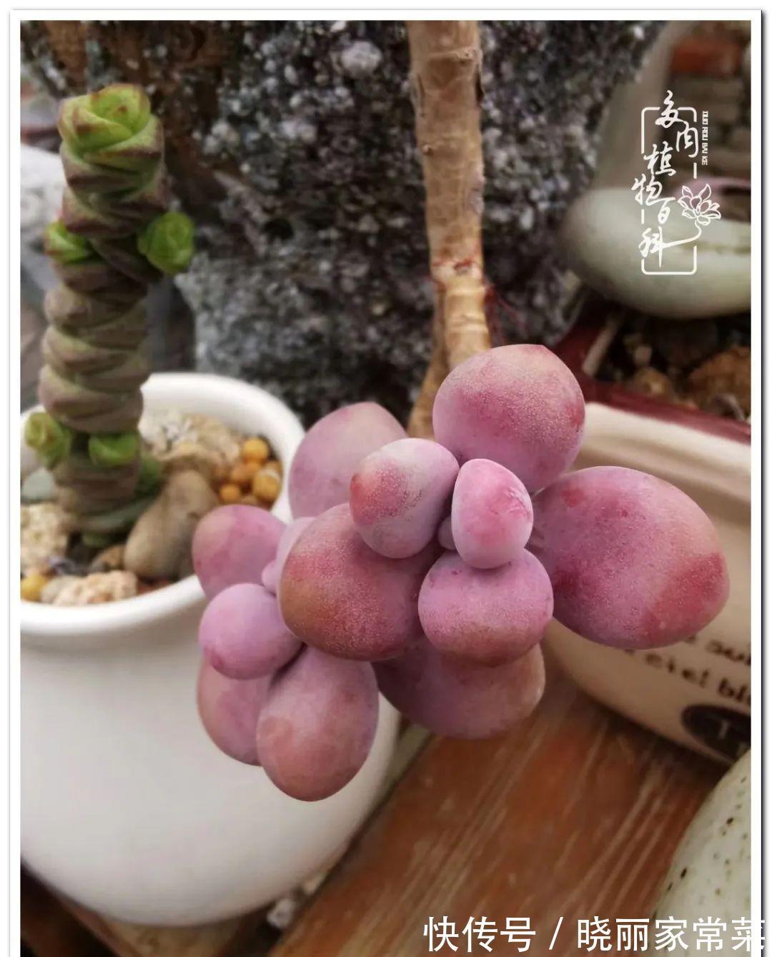 百科|多肉之路,让我沉醉,浮世三千,有肉就欢!