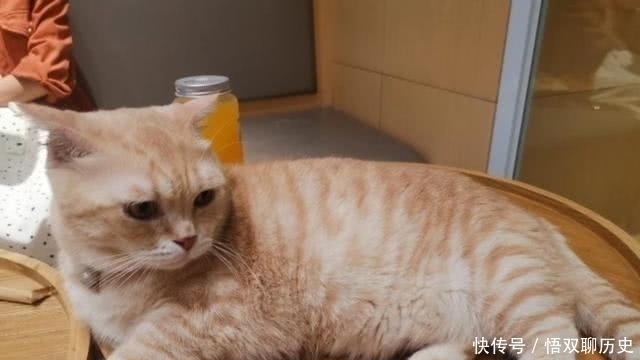 中国人什么都敢吃,为何却从来不吃猫肉?李时珍早已告诉我们答案