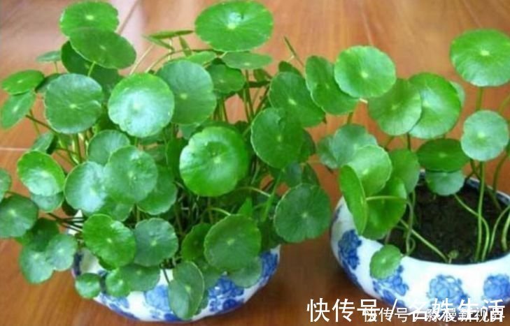 家养|人养花,花也养人,家养3种花,漂亮还净化空气,烂漫迷人眼