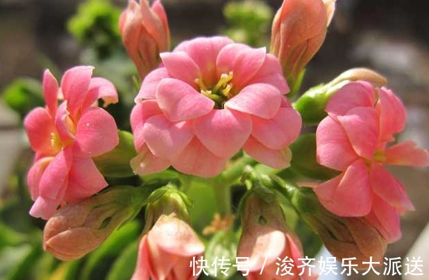 长寿花|新手养长寿花,做好3个小技巧,花苞猛长不停,养一盆爆一盆