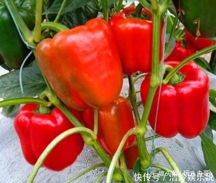 紅燈籠辣椒去濕解毒,舒緩神經(jīng),掌握三項,種出優(yōu)質(zhì)紅燈籠辣椒來