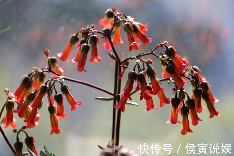 蛾蝶花蛾蝶花|新型盆栽花,花似蝴蝶飞舞,五颜六色,养护容易,一年四季开不败