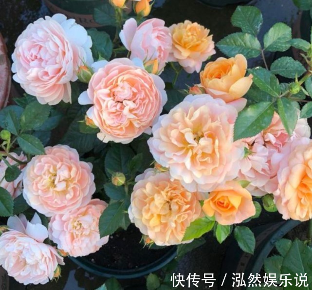 “小苏打”养花有奇效杀菌不烂根,除虫开花多,花卉长得特别旺