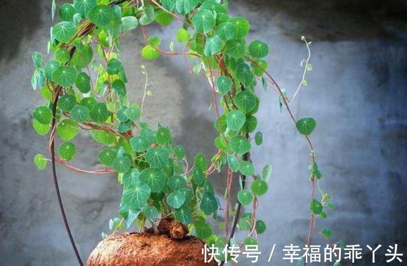 6种花不怕旱,小盆种少浇水,枝繁叶茂真好看,适合懒人