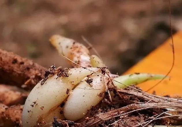 根系|兰花新芽太多怎么办？发几个新芽才最合适？摘芽三要点要记住