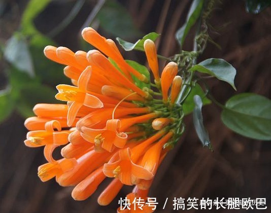 此花花姿别致，盛开时宛如火星似的炸成一片，寓意为祈祷安康