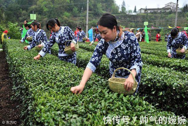 参差荇菜|《诗经》欣赏周南 关睢