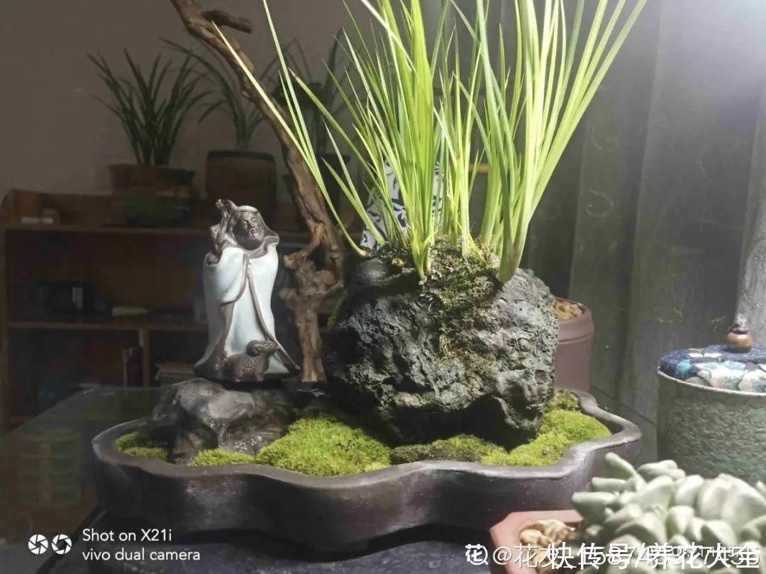 叶片|10种花太能喝水，一天一瓢水，7天爆满缸