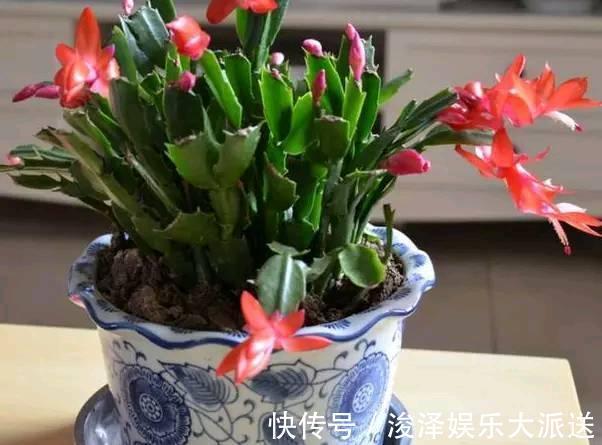 蟹爪兰一晒太阳就变样，叶片变成“松松垮垮”，这几点要注意